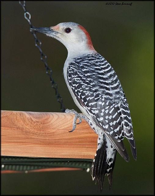 _2SB1117 red-bellied woodpecker.jpg